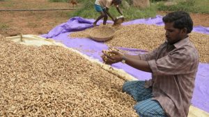 Peanuts or groundnuts (Arachis hypogaea L.) are an important global food source and are a staple crop grown in more than 100 countries, with approximately 42 million tonnes produced every year. [Image: ICRISAT]