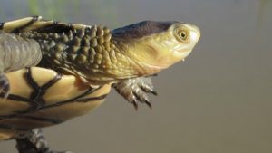 Western swamp tortoise. [Image: Gerald Kuchling (DPaW)]