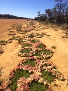 wreathroad